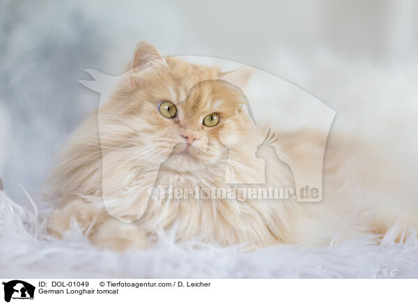 Deutsch Langhaar Kater / German Longhair tomcat / DOL-01049