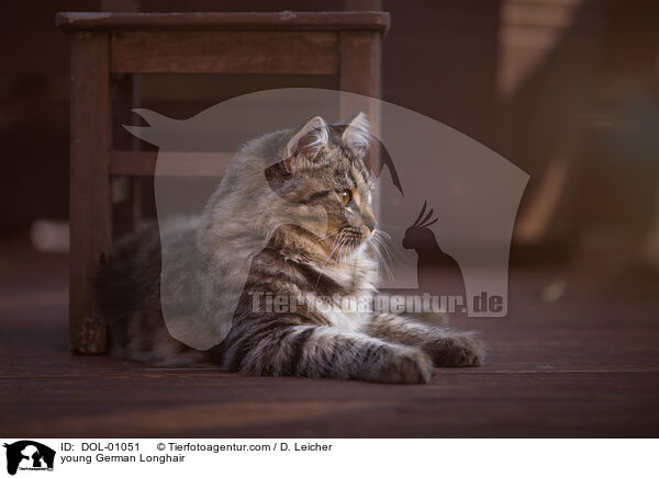 junge Deutsch Langhaar / young German Longhair / DOL-01051