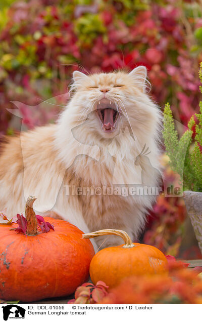 Deutsch Langhaar Kater / German Longhair tomcat / DOL-01056