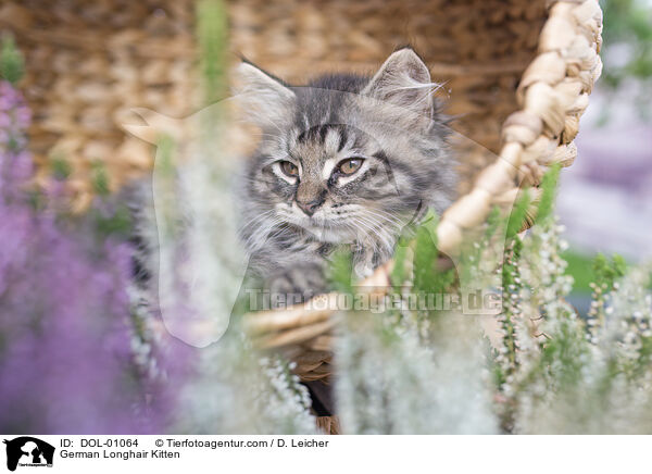Deutsch Langhaar Ktzchen / German Longhair Kitten / DOL-01064