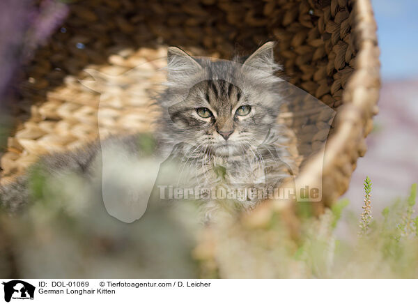 Deutsch Langhaar Ktzchen / German Longhair Kitten / DOL-01069