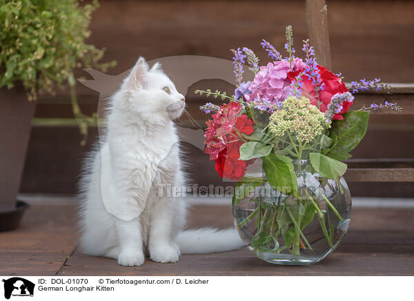 Deutsch Langhaar Ktzchen / German Longhair Kitten / DOL-01070