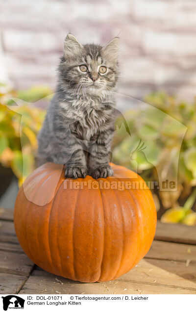 Deutsch Langhaar Ktzchen / German Longhair Kitten / DOL-01071