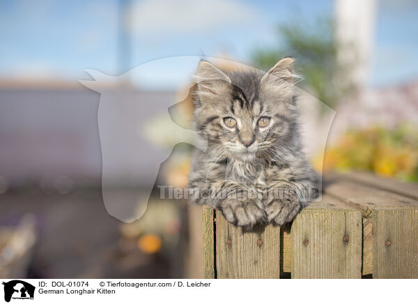 Deutsch Langhaar Ktzchen / German Longhair Kitten / DOL-01074