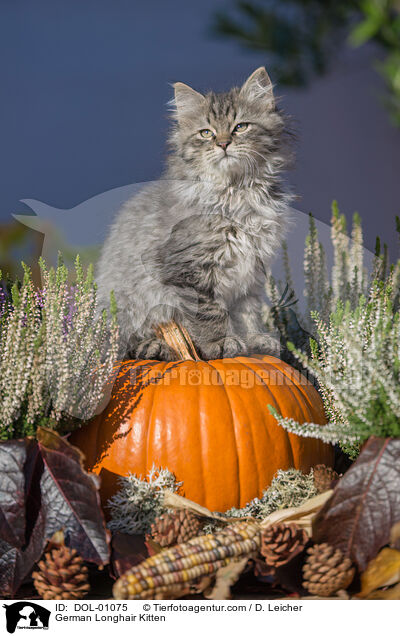 German Longhair Kitten / DOL-01075