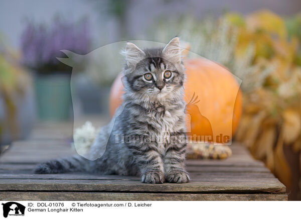 Deutsch Langhaar Ktzchen / German Longhair Kitten / DOL-01076