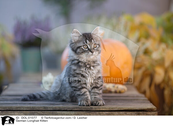 Deutsch Langhaar Ktzchen / German Longhair Kitten / DOL-01077