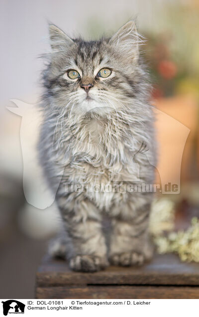 German Longhair Kitten / DOL-01081
