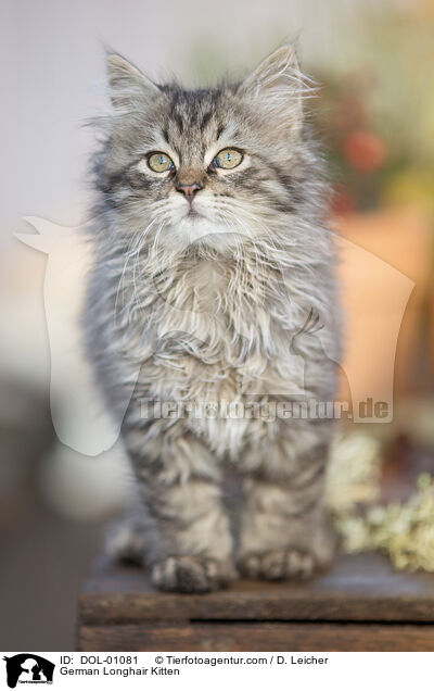 Deutsch Langhaar Ktzchen / German Longhair Kitten / DOL-01081