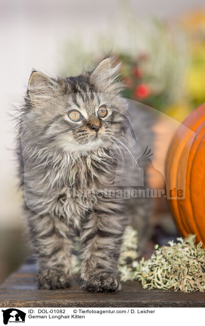 German Longhair Kitten / DOL-01082