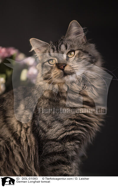 Deutsch Langhaar Kater / German Longhair tomcat / DOL-01083