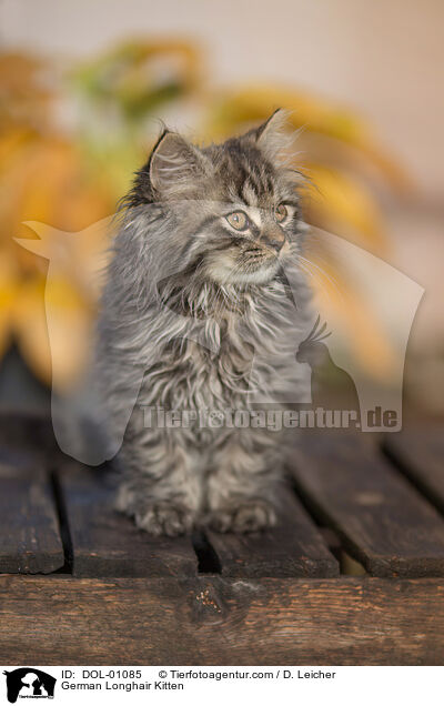 Deutsch Langhaar Ktzchen / German Longhair Kitten / DOL-01085
