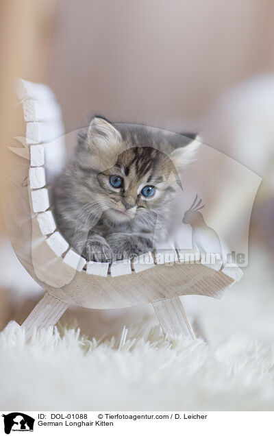 German Longhair Kitten / DOL-01088