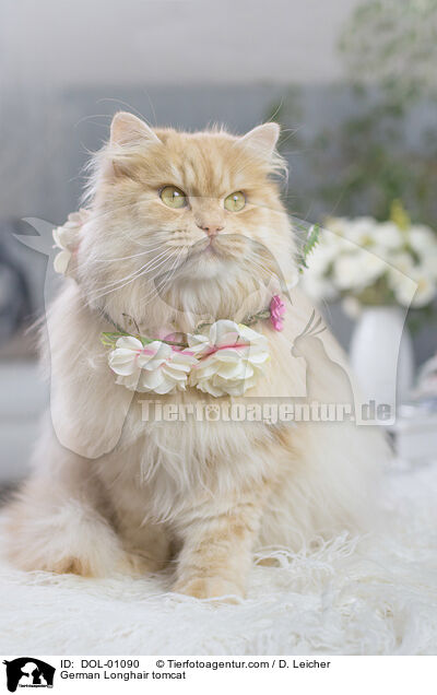 Deutsch Langhaar Kater / German Longhair tomcat / DOL-01090