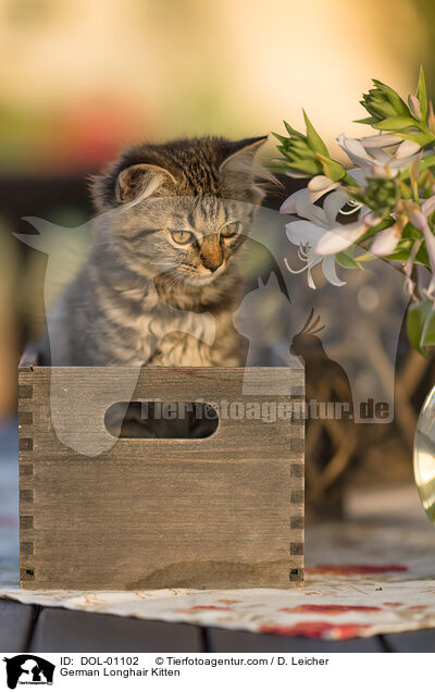 Deutsch Langhaar Ktzchen / German Longhair Kitten / DOL-01102