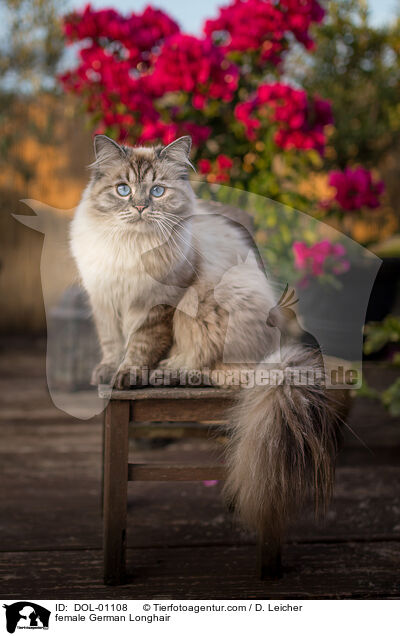 Deutsch Langhaar Katze / female German Longhair / DOL-01108