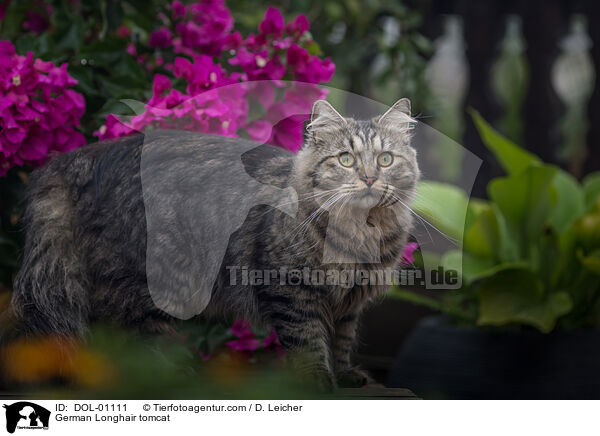 Deutsch Langhaar Kater / German Longhair tomcat / DOL-01111