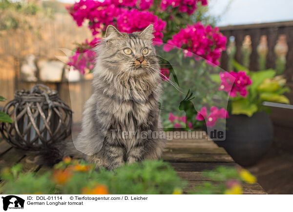 Deutsch Langhaar Kater / German Longhair tomcat / DOL-01114