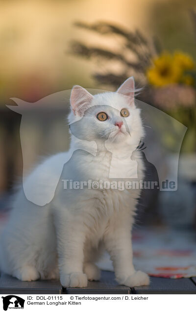 German Longhair Kitten / DOL-01115