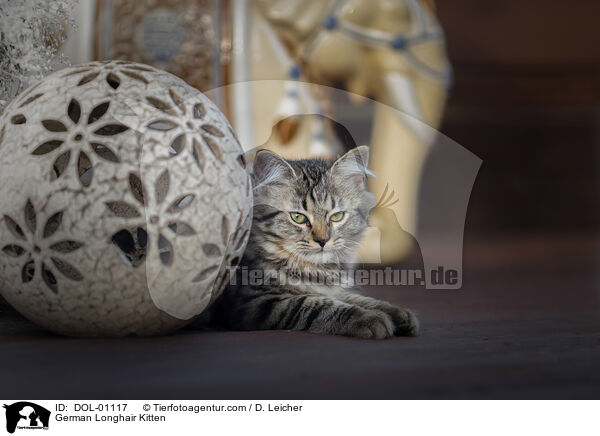 Deutsch Langhaar Ktzchen / German Longhair Kitten / DOL-01117