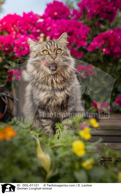 Deutsch Langhaar Kater / German Longhair tomcat / DOL-01121
