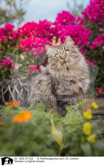 Deutsch Langhaar Kater / German Longhair tomcat / DOL-01122
