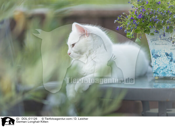German Longhair Kitten / DOL-01126