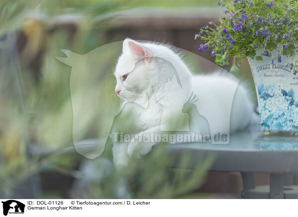 Deutsch Langhaar Ktzchen / German Longhair Kitten / DOL-01126