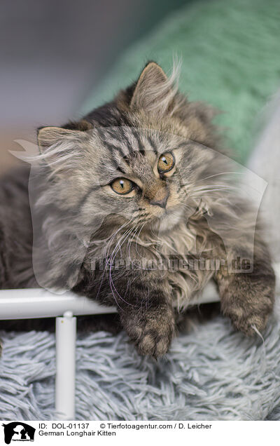 Deutsch Langhaar Ktzchen / German Longhair Kitten / DOL-01137