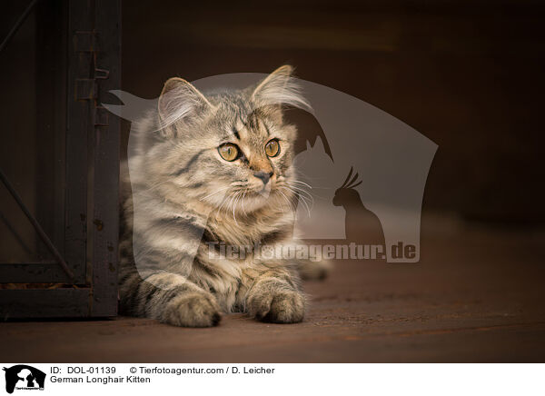 German Longhair Kitten / DOL-01139