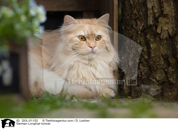 Deutsch Langhaar Kater / German Longhair tomcat / DOL-01152