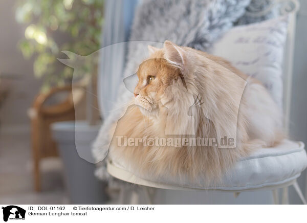 Deutsch Langhaar Kater / German Longhair tomcat / DOL-01162