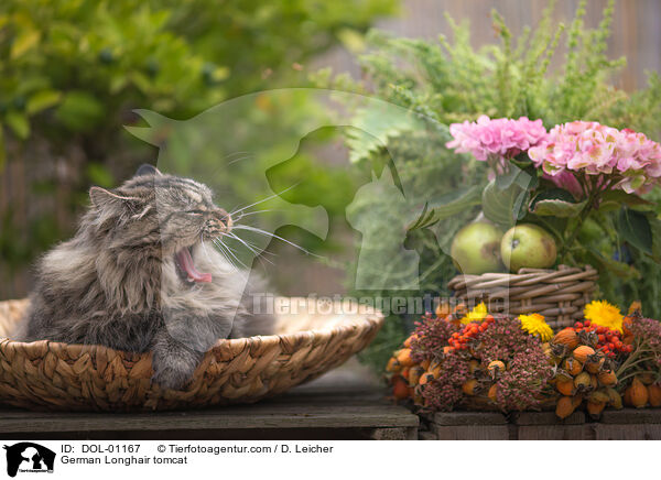 Deutsch Langhaar Kater / German Longhair tomcat / DOL-01167