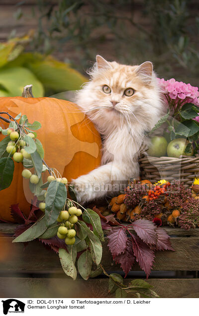 Deutsch Langhaar Kater / German Longhair tomcat / DOL-01174