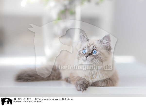 Deutsch Langhaar Katze / female German Longhair / DOL-01178