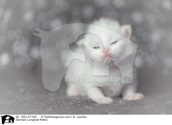Deutsch Langhaar Ktzchen / German Longhair Kitten / DOL-01193