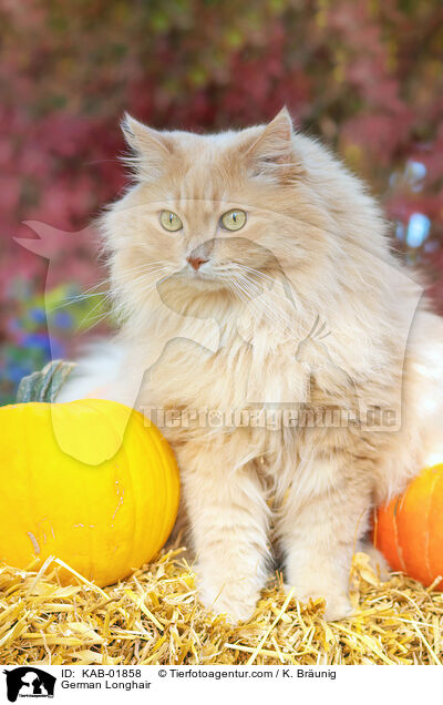 Deutsch Langhaar / German Longhair / KAB-01858
