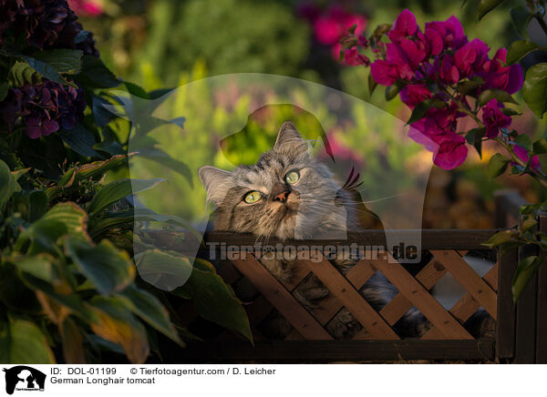 Deutsch Langhaar Kater / German Longhair tomcat / DOL-01199