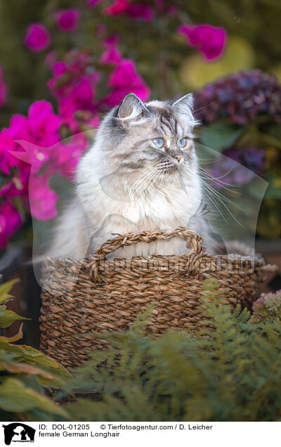 Deutsch Langhaar Katze / female German Longhair / DOL-01205