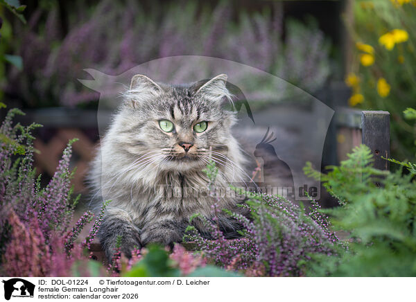 Deutsch Langhaar Katze / DOL-01224