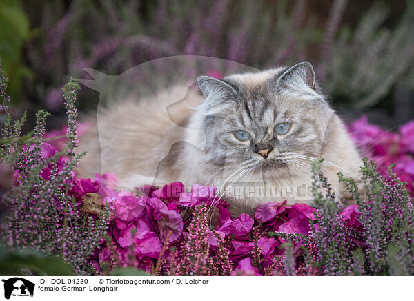 Deutsch Langhaar Katze / female German Longhair / DOL-01230