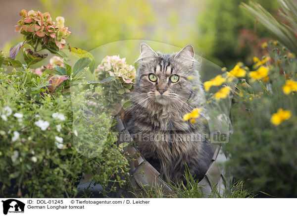 Deutsch Langhaar Kater / German Longhair tomcat / DOL-01245