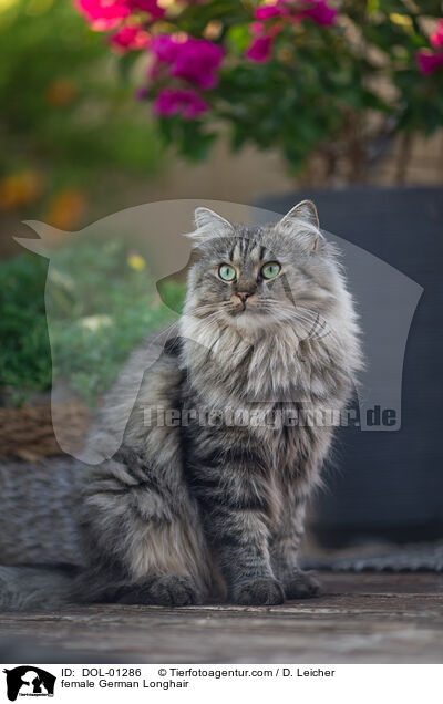 Deutsch Langhaar Katze / female German Longhair / DOL-01286