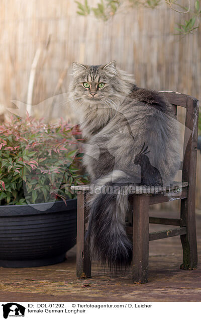 Deutsch Langhaar Katze / female German Longhair / DOL-01292