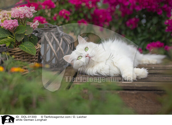 weie Deutsch Langhaar / white German Longhair / DOL-01300