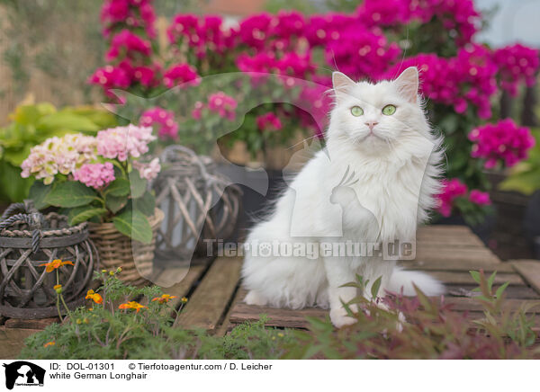 weie Deutsch Langhaar / white German Longhair / DOL-01301