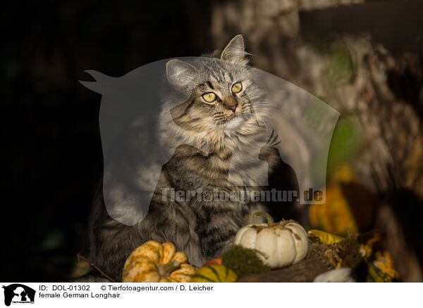 Deutsch Langhaar Katze / female German Longhair / DOL-01302