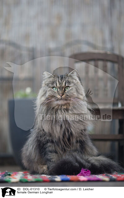 Deutsch Langhaar Katze / female German Longhair / DOL-01310