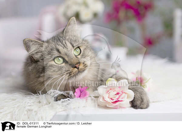 female German Longhair / DOL-01311