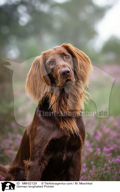 Deutsch Langhaar / German longhaired Pointer / MM-02129